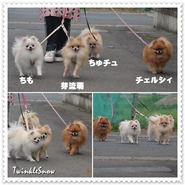 TWINKLESNOW の親犬達