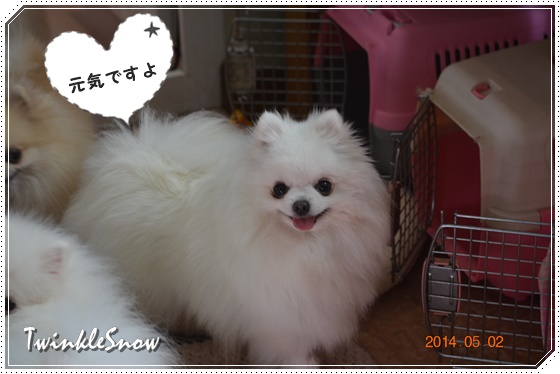 TWINKLESNOW犬舎