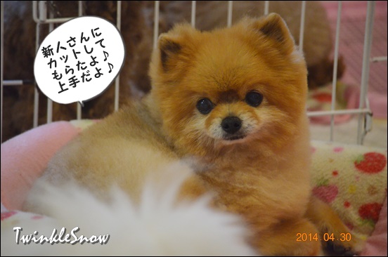TWINKLESNOW犬舎