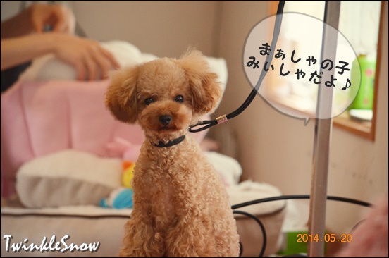 トイプードルの子犬情報とリードハーネスセットの販売スタート まずは男の子用 可愛いポメラニアン専門ブリーダーのブログ 子犬情報 Twinklesnow犬舎 東北 岩手 盛岡