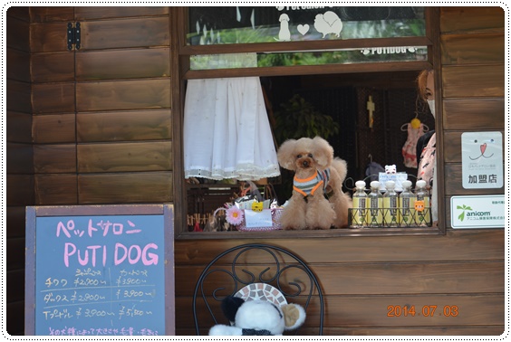 交配犬 TWINKLESNOW