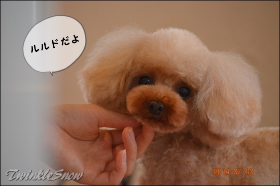 交配犬 TWINKLESNOW