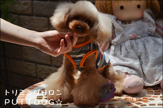 交配犬 TWINKLESNOW