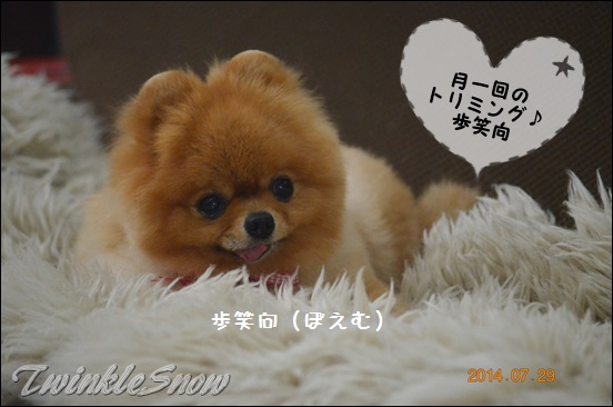 可愛いポメラニアン TWINKLESNOW