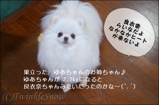 ポメラニアン