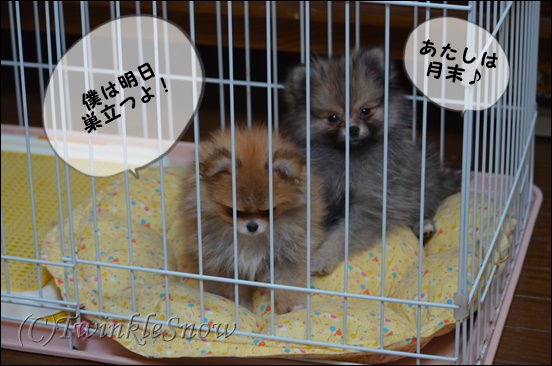 ポメラニアン