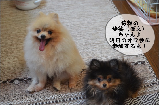 ポメラニアン