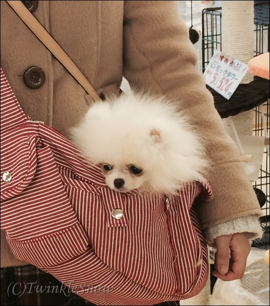 ホワイトポメラニアンの子犬 TWINKLESNOW