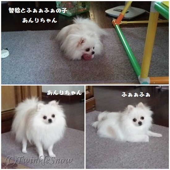 巣立った子 TWINKELSNOW