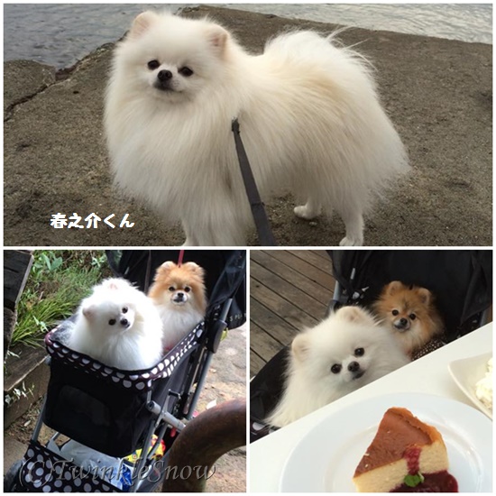 巣立った子 TWINKELSNOW