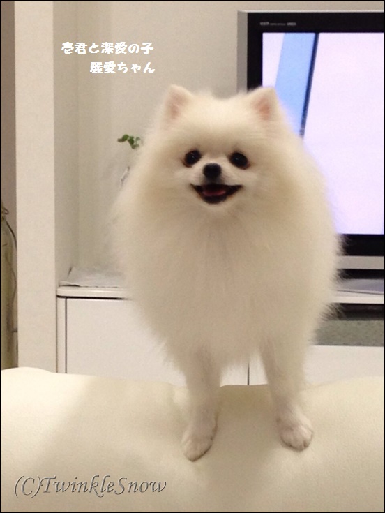 巣立った子 TWINKELSNOW