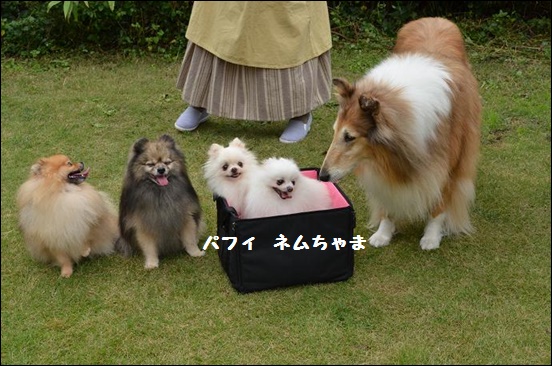 巣立った子 TWINKELSNOW