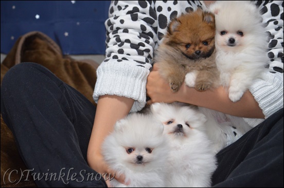 ホワイトポメラニアンの子犬 TWINKLESNOW