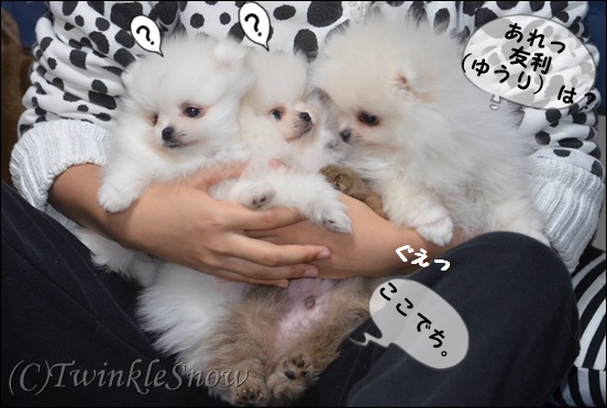 ホワイトポメラニアンの子犬