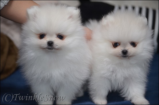 ホワイトポメラニアンの子犬 TWINKLESNOW