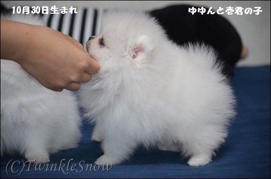 ホワイトポメラニアンの子犬 TWINKLESNOW