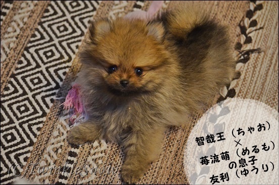 可愛いポメラニアン 子犬