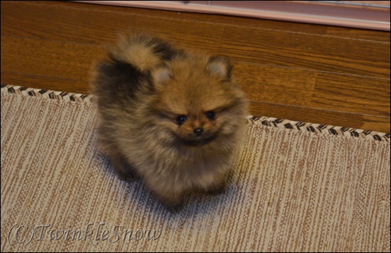 可愛いポメラニアン 子犬