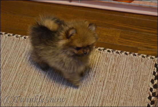 可愛いポメラニアン 子犬