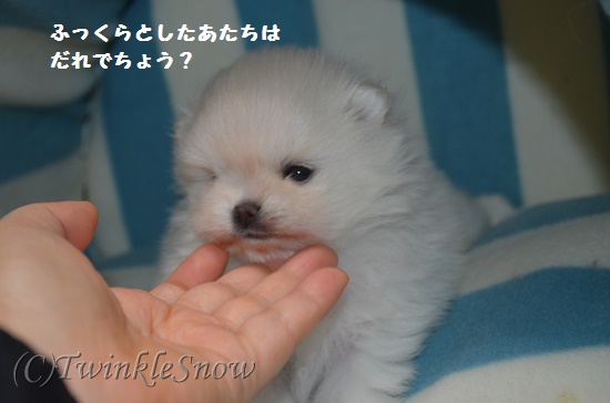 ポメラニアンの子犬 TWINKLESNOW