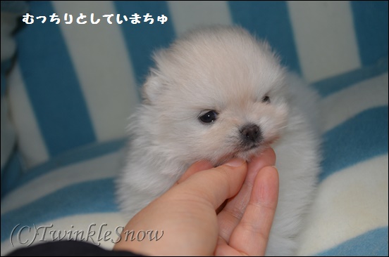 ポメラニアンの子犬 TWINKLESNOW
