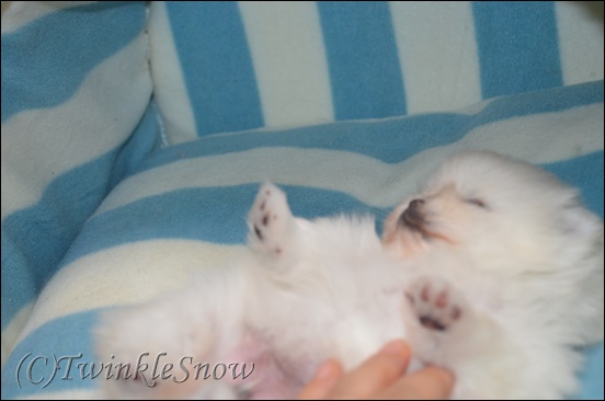 ポメラニアンの子犬 TWINKLESNOW