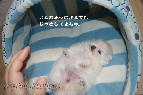 ポメラニアンの子犬 TWINKLESNOW