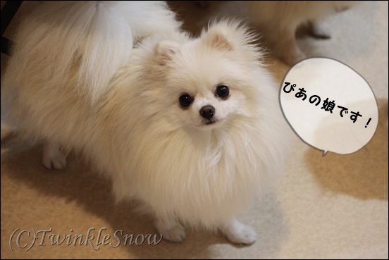 可愛いポメラニアン ぴあ