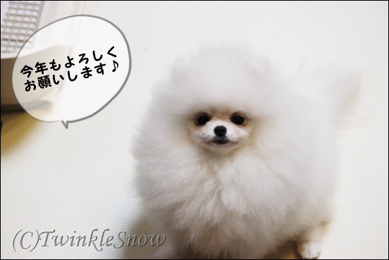 可愛いホワイトポメラニアン