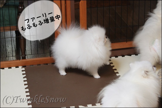 可愛いホワイトポメラニアン