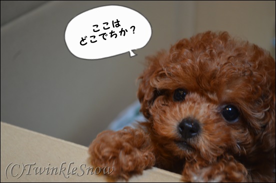 ティーカッププードル TWINKLESNOW