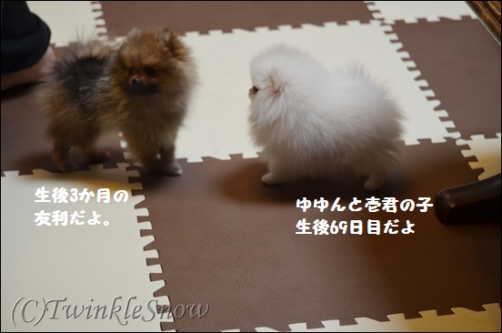 ホワイトポメラニアン 子犬
