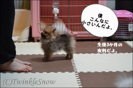 ホワイトポメラニアン 子犬