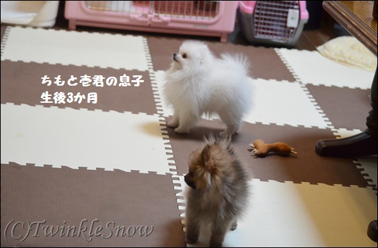 ホワイトポメラニアン 子犬