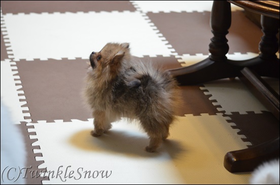 ホワイトポメラニアン 子犬