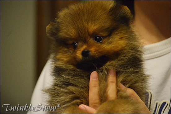 ポメラニアン 子犬