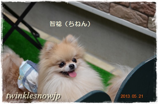TWINKLESNOW 垂れ目のポメラニアン
