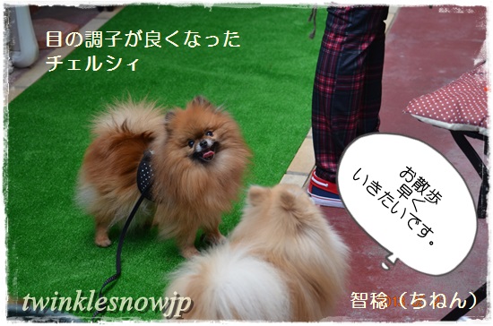 TWINKLESNOW 垂れ目のポメラニアン