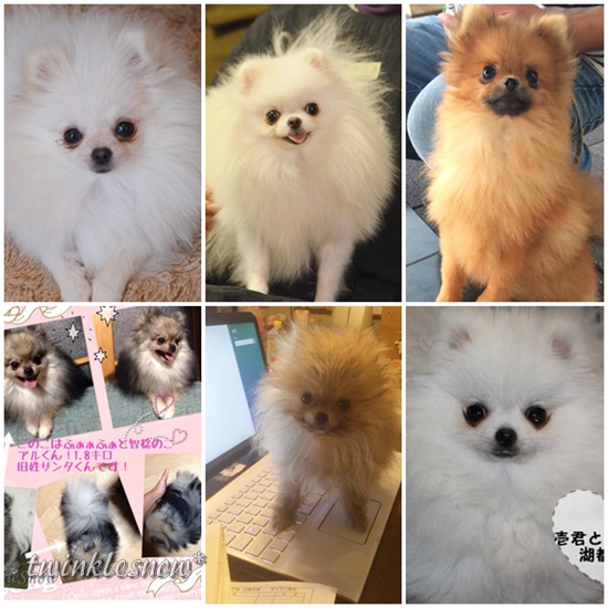 TWINKLESNOW 垂れ目のポメラニアン