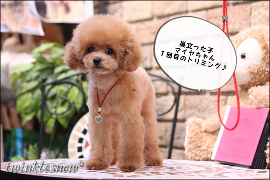 ティーカッププードル TWINKLESNOW