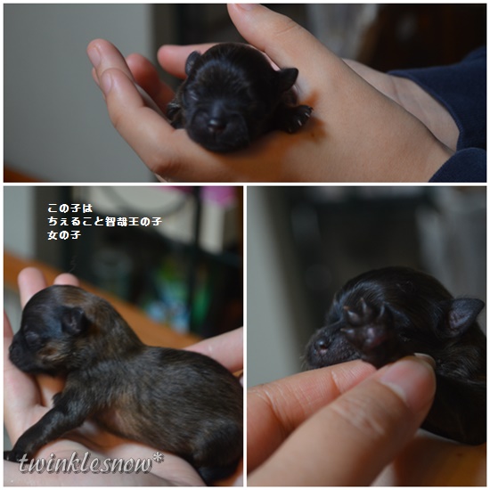 ポメラニアン赤ちゃん