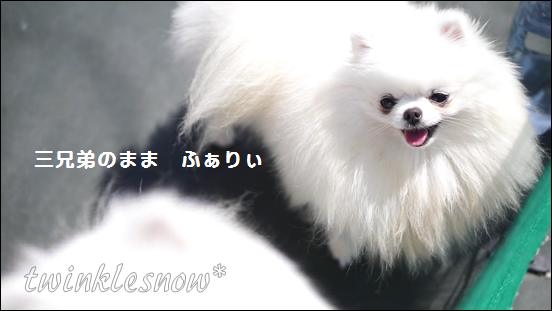 可愛いポメラニアン