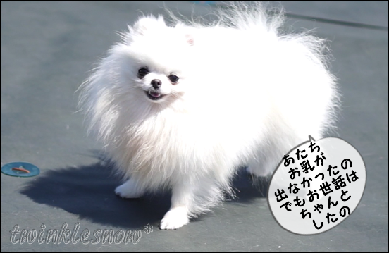 可愛いポメラニアン