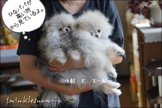 可愛いポメラニアンの子犬