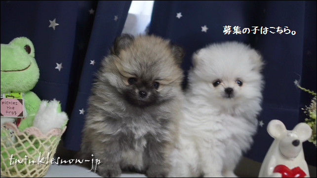 ホワイトポメラニアン