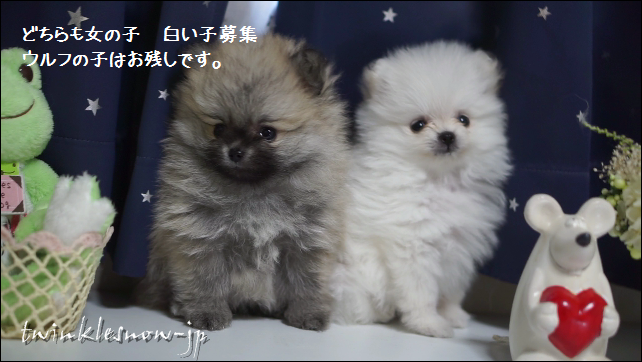 ホワイトポメラニアン