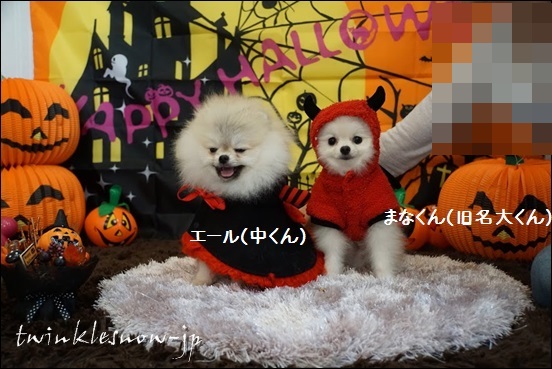 ハロウィン 可愛いポメラニアン