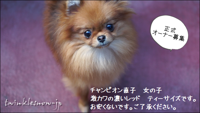TWINKLESNOWのポメラニアン