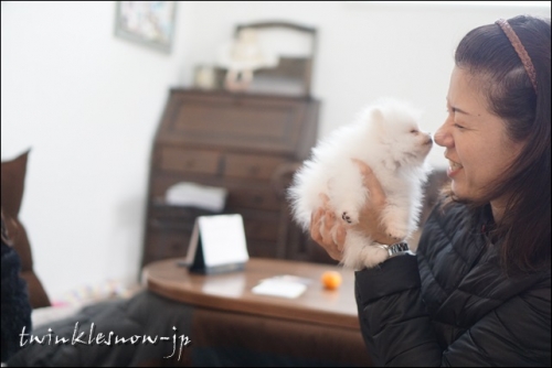 ホワイトポメラニアン 子犬