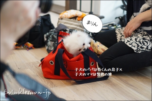 ホワイトポメラニアン 子犬